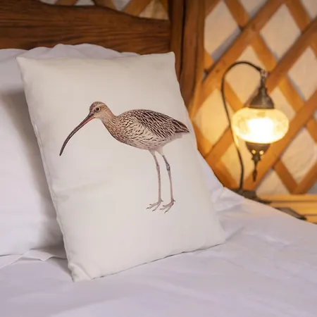 Curlew *